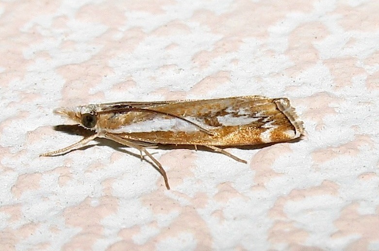 Catoptria corsicella (Duponchel 1836)